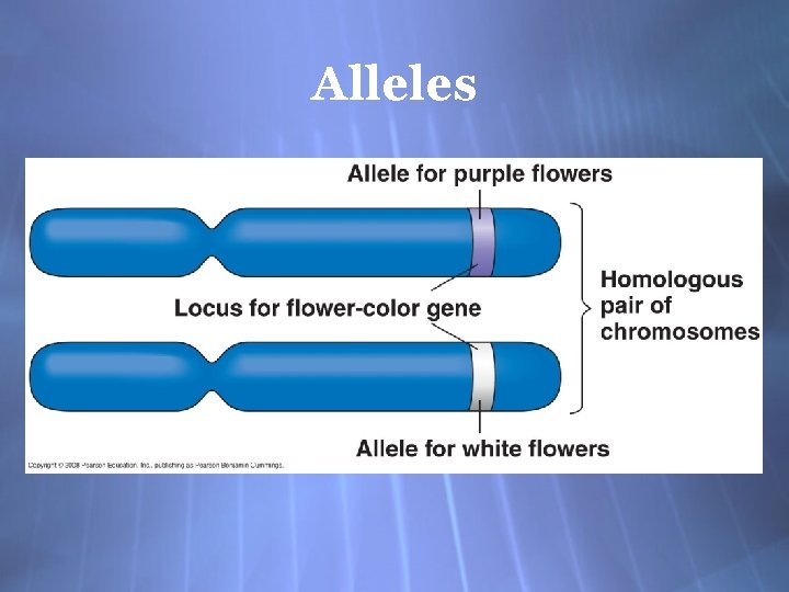 Alleles 