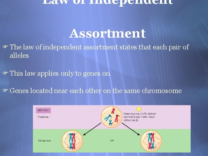 Law of Independent Assortment F The law of independent assortment states that each pair