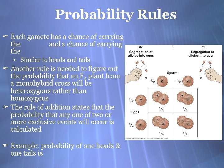 Probability Rules F Each gamete has a chance of carrying the and a chance