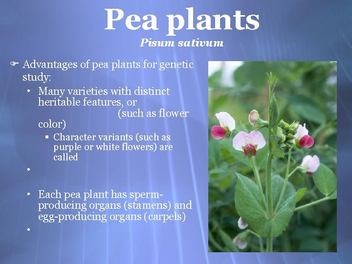 Pea plants Pisum sativum F Advantages of pea plants for genetic study: • Many