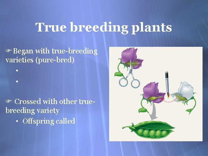 True breeding plants FBegan with true-breeding varieties (pure-bred) • • F Crossed with other