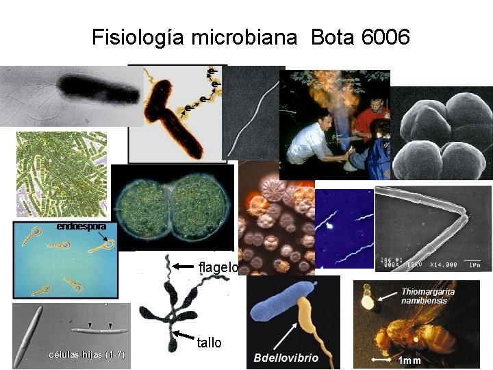 Fisiología microbiana Bota 6006 flagelo tallo 