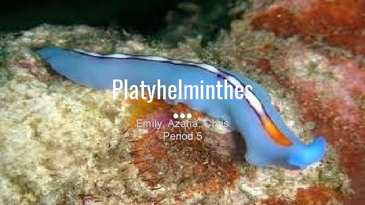 Platyhelminthes Emily, Azaria, Chris Period 5 