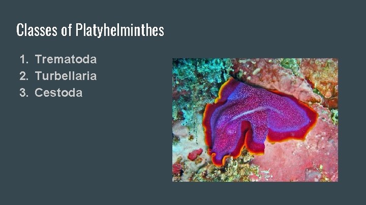 Classes of Platyhelminthes 1. Trematoda 2. Turbellaria 3. Cestoda 