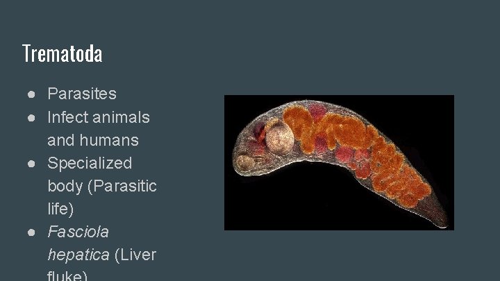 Trematoda ● Parasites ● Infect animals and humans ● Specialized body (Parasitic life) ●