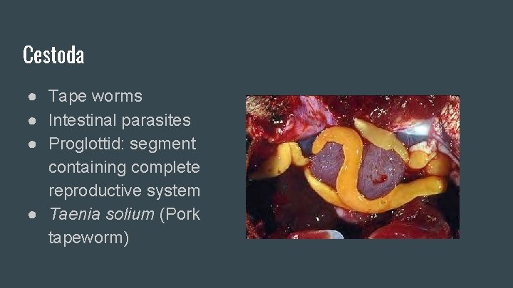Cestoda ● Tape worms ● Intestinal parasites ● Proglottid: segment containing complete reproductive system