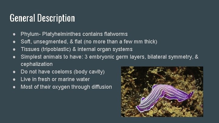 General Description ● ● Phylum- Platyhelminthes contains flatworms Soft, unsegmented, & flat (no more