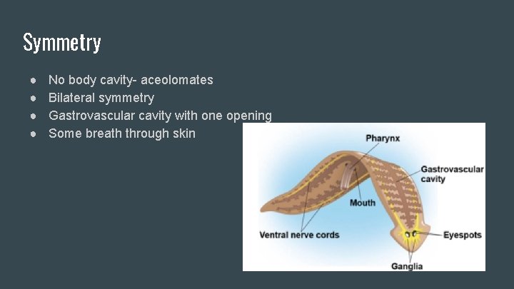 Symmetry ● ● No body cavity- aceolomates Bilateral symmetry Gastrovascular cavity with one opening