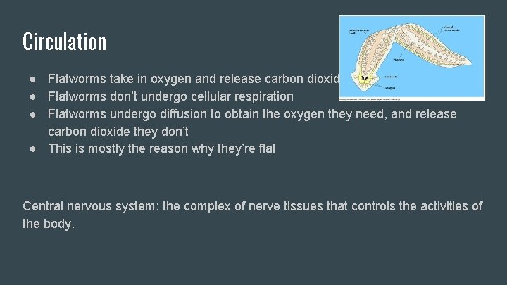 Circulation ● Flatworms take in oxygen and release carbon dioxide ● Flatworms don’t undergo