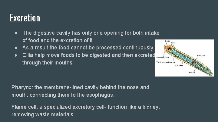 Excretion ● The digestive cavity has only one opening for both intake of food