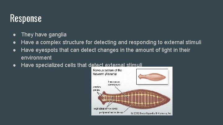 Response ● They have ganglia ● Have a complex structure for detecting and responding