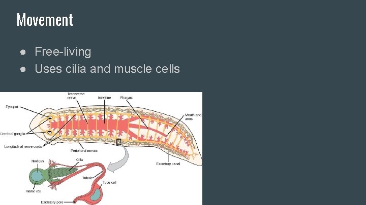 Movement ● Free-living ● Uses cilia and muscle cells 