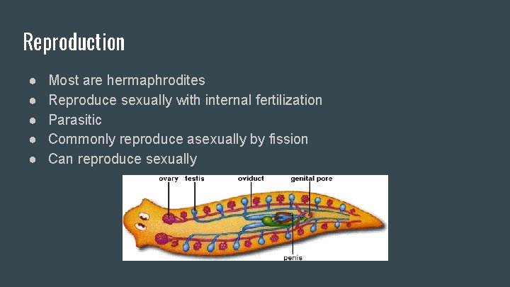 Reproduction ● ● ● Most are hermaphrodites Reproduce sexually with internal fertilization Parasitic Commonly