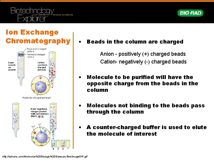 Ion Exchange Chromatography • Beads in the column are charged Anion - positively (+)