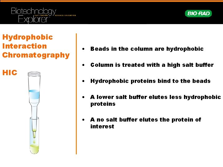 Hydrophobic Interaction Chromatography HIC • Beads in the column are hydrophobic • Column is