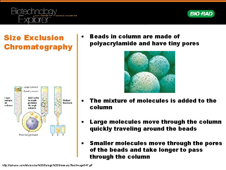 Size Exclusion Chromatography • Beads in column are made of polyacrylamide and have tiny