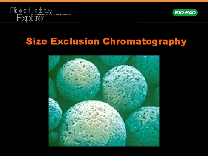 Size Exclusion Chromatography 