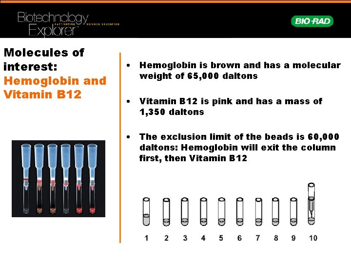 Molecules of interest: Hemoglobin and Vitamin B 12 • Hemoglobin is brown and has