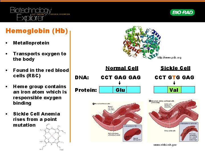 Hemoglobin (Hb) • Metalloprotein • Transports oxygen to the body • Found in the