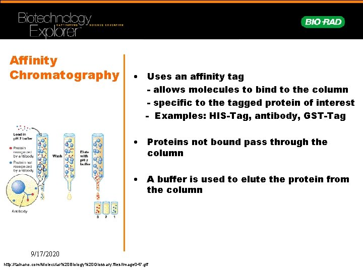 Affinity Chromatography • Uses an affinity tag - allows molecules to bind to the