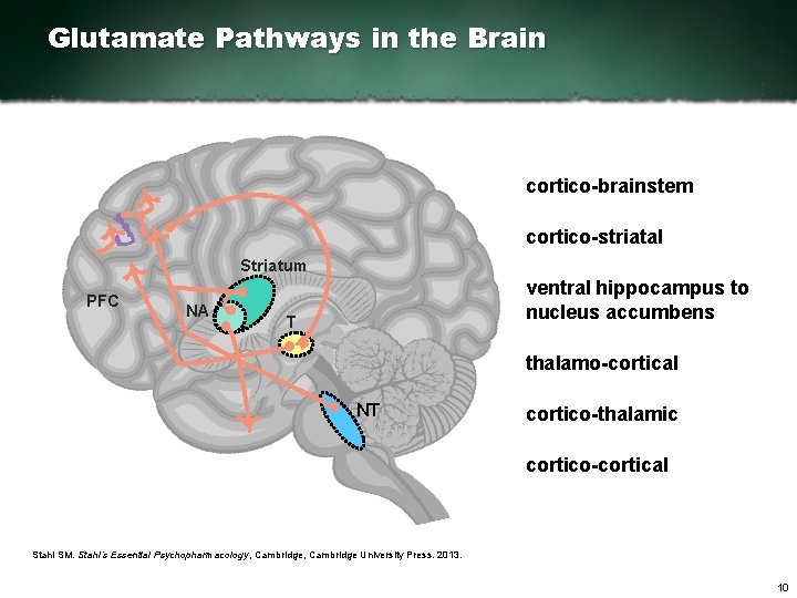 Glutamate Pathways in the Brain cortico-brainstem cortico-striatal Striatum PFC NA ventral hippocampus to nucleus