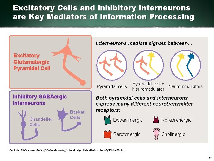 Excitatory Cells and Inhibitory Interneurons are Key Mediators of Information Processing Interneurons mediate signals
