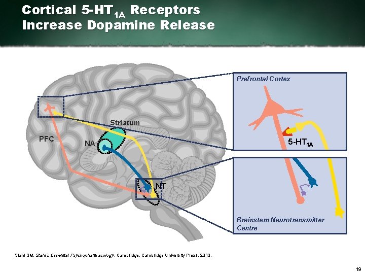 Cortical 5 -HT 1 A Receptors Increase Dopamine Release Prefrontal Cortex Striatum PFC 5