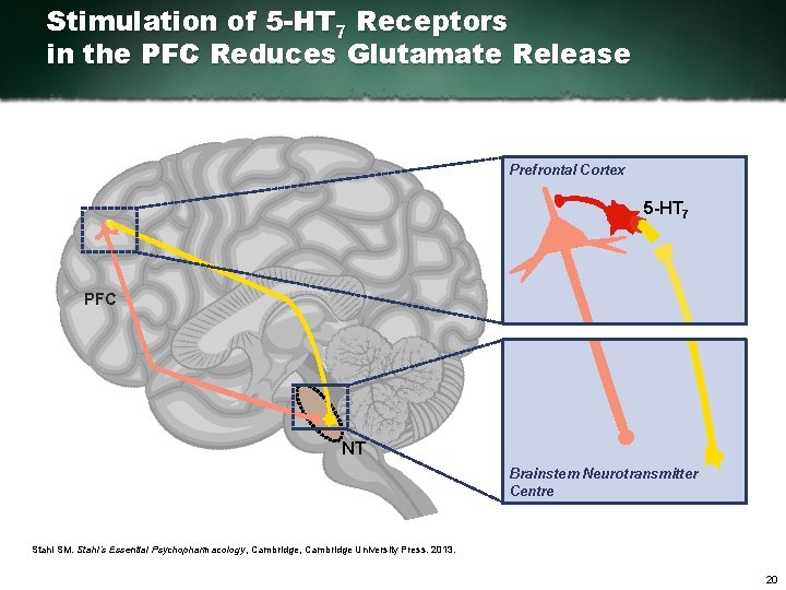 Stimulation of 5 -HT 7 Receptors in the PFC Reduces Glutamate Release Prefrontal Cortex