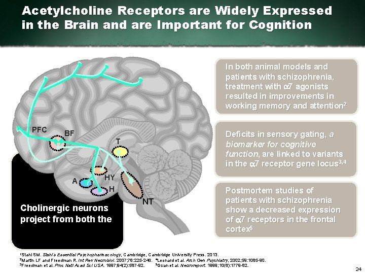 Acetylcholine Receptors are Widely Expressed in the Brain and are Important for Cognition In