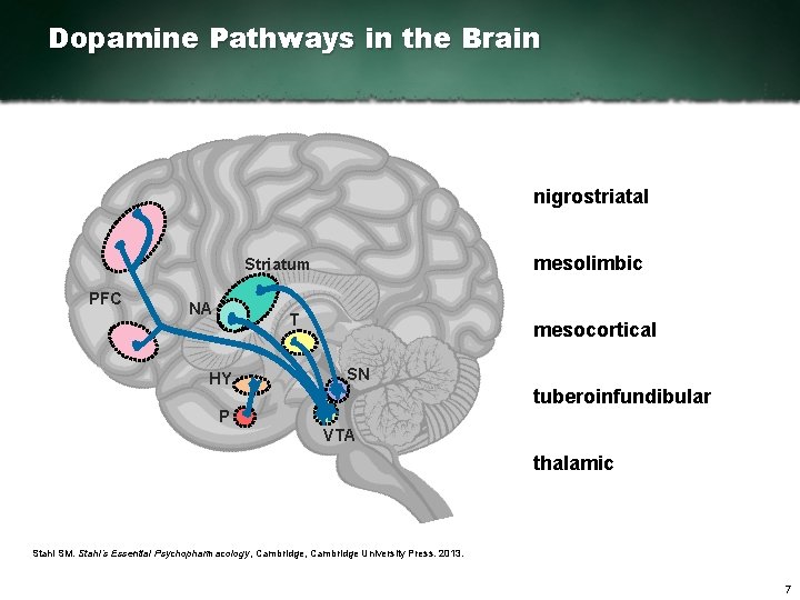 Dopamine Pathways in the Brain nigrostriatal mesolimbic Striatum PFC NA T HY mesocortical SN
