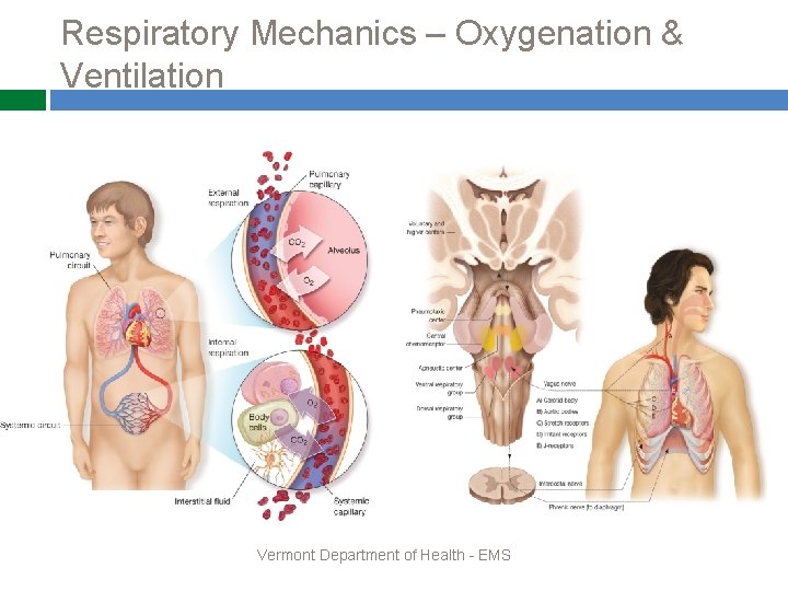 Respiratory Mechanics – Oxygenation & Ventilation Vermont Department of Health - EMS 