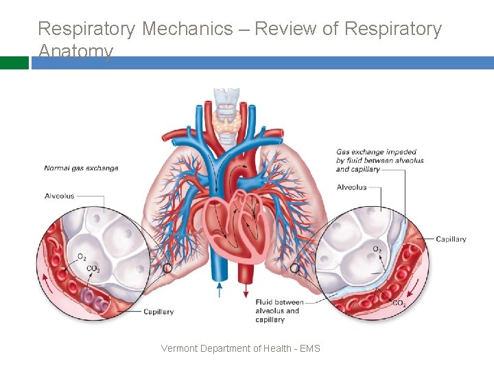 Respiratory Mechanics – Review of Respiratory Anatomy Vermont Department of Health - EMS 