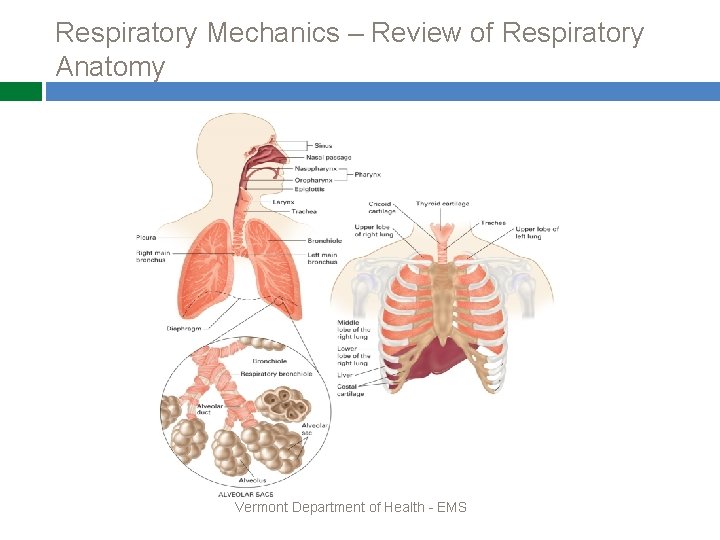 Respiratory Mechanics – Review of Respiratory Anatomy Vermont Department of Health - EMS 