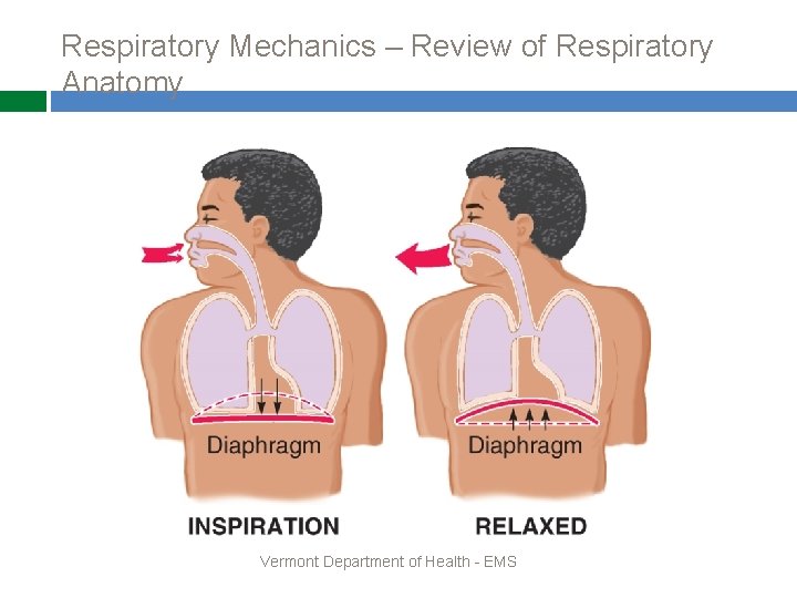 Respiratory Mechanics – Review of Respiratory Anatomy Vermont Department of Health - EMS 