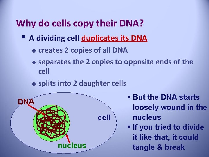 Why do cells copy their DNA? § A dividing cell duplicates its DNA creates