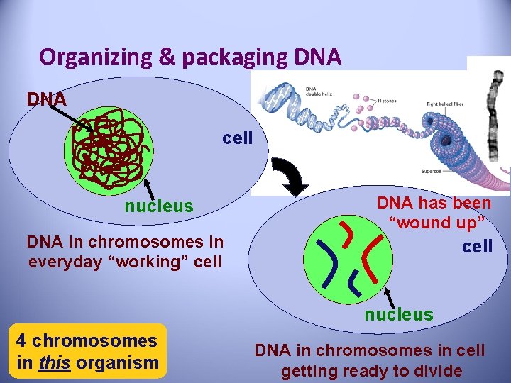 Organizing & packaging DNA cell nucleus DNA in chromosomes in everyday “working” cell DNA
