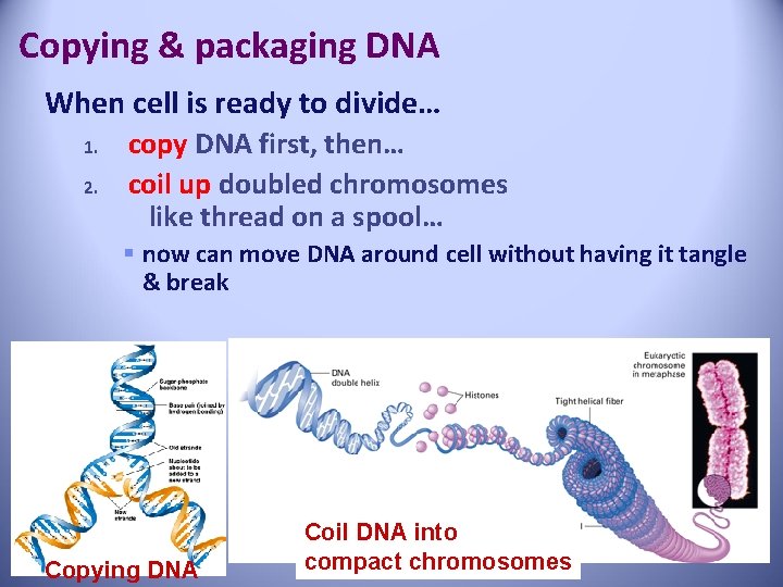 Copying & packaging DNA When cell is ready to divide… 1. 2. copy DNA