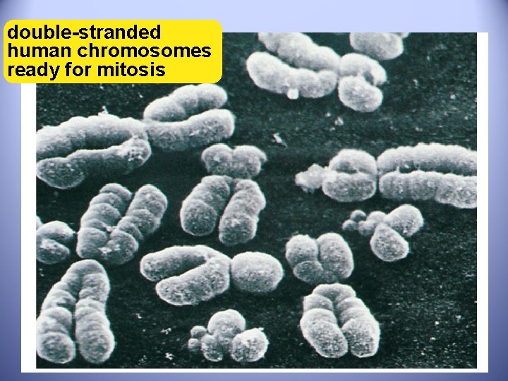 double-stranded human chromosomes ready for mitosis 