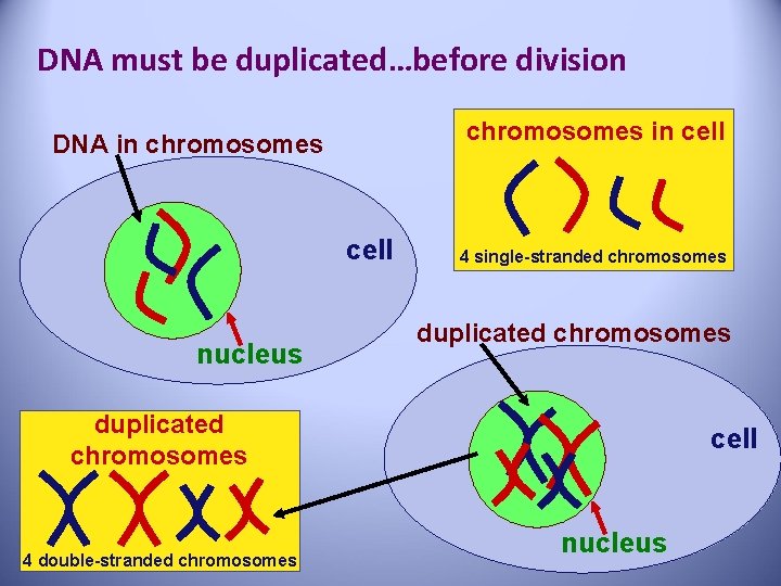 DNA must be duplicated…before division chromosomes in cell DNA in chromosomes cell nucleus 4