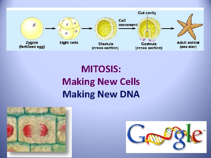 MITOSIS: Making New Cells Making New DNA 
