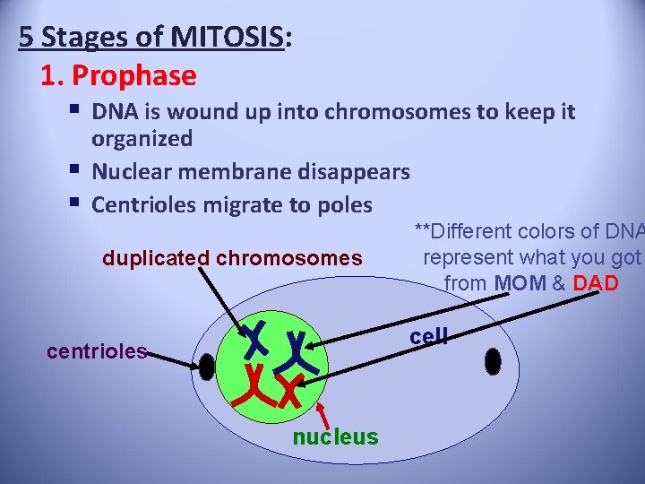 5 Stages of MITOSIS: 1. Prophase § DNA is wound up into chromosomes to