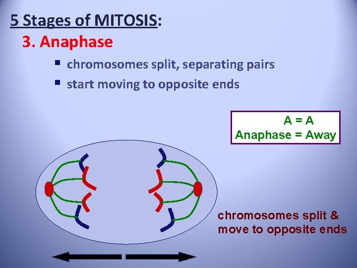 5 Stages of MITOSIS: 3. Anaphase § chromosomes split, separating pairs § start moving