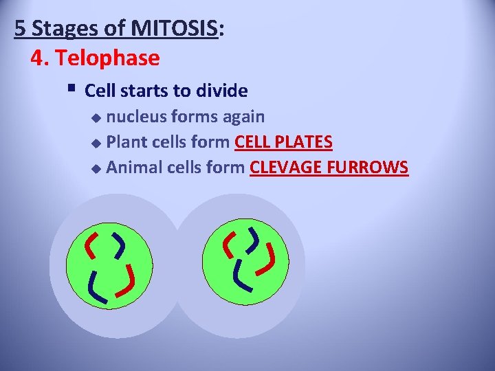 5 Stages of MITOSIS: 4. Telophase § Cell starts to divide nucleus forms again