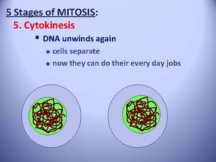 5 Stages of MITOSIS: 5. Cytokinesis § DNA unwinds again cells separate u now