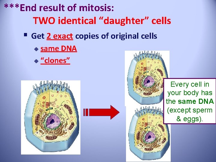 ***End result of mitosis: TWO identical “daughter” cells § Get 2 exact copies of