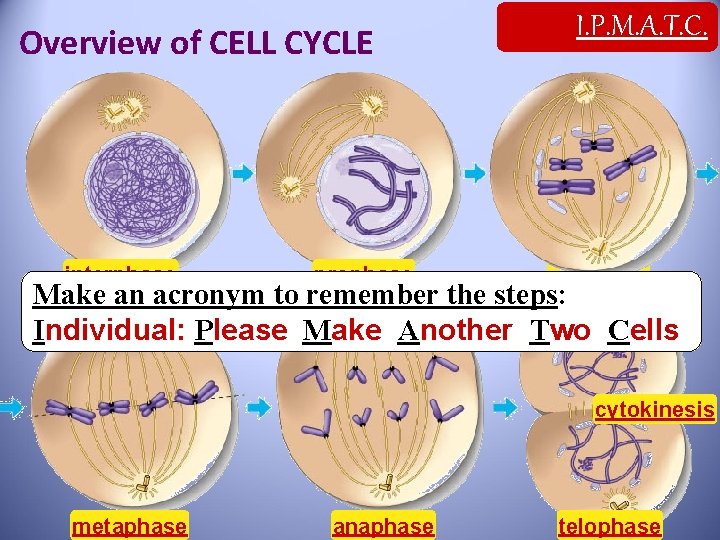 Overview of CELL CYCLE interphase prophase I. P. M. A. T. C. prophase Make