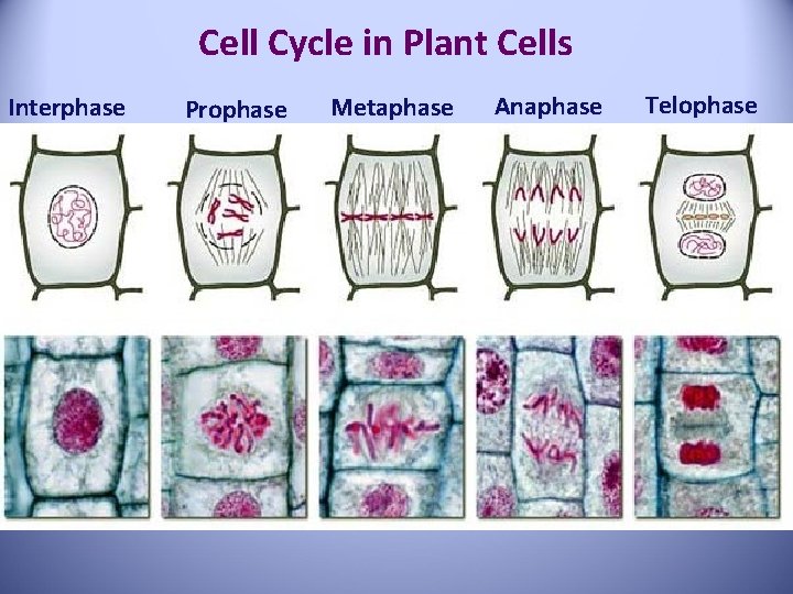 Cell Cycle in Plant Cells Interphase Prophase Metaphase Anaphase Telophase 