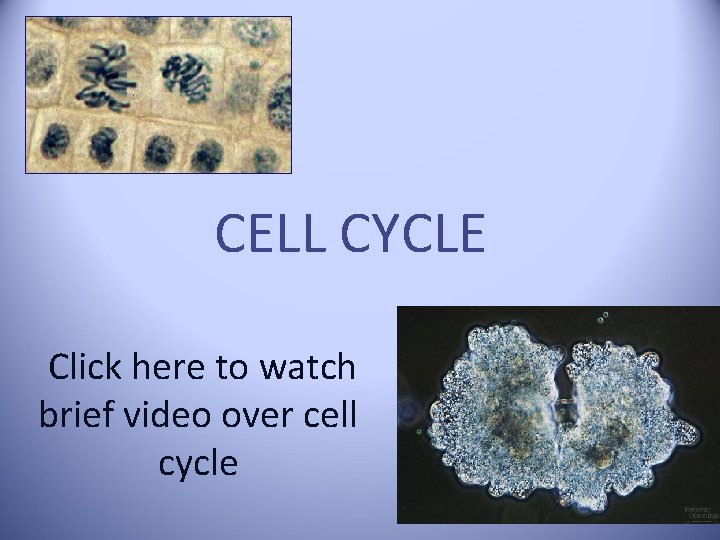 CELL CYCLE Click here to watch brief video over cell cycle 