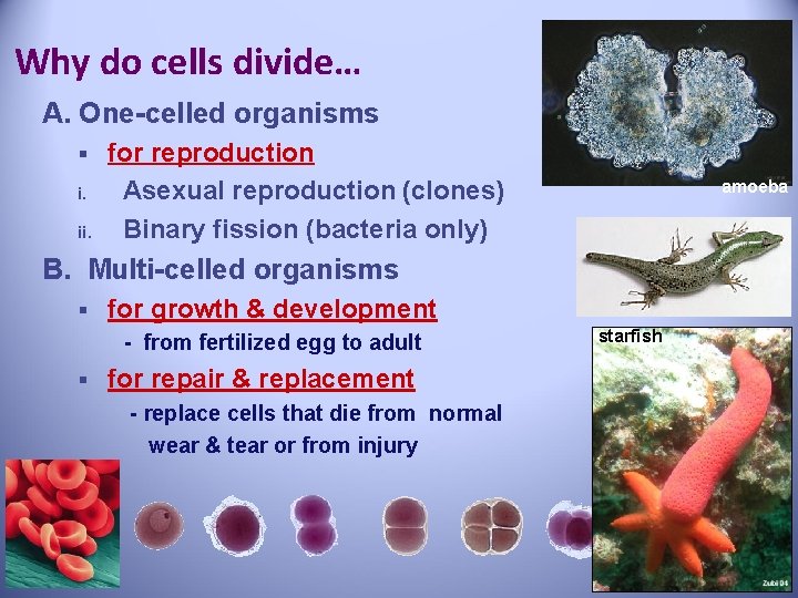 Why do cells divide… A. One-celled organisms § i. ii. for reproduction Asexual reproduction