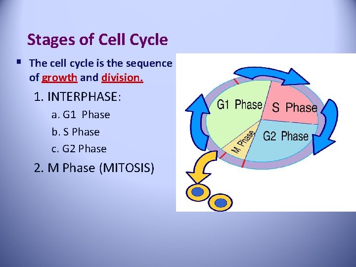 Stages of Cell Cycle § The cell cycle is the sequence of growth and